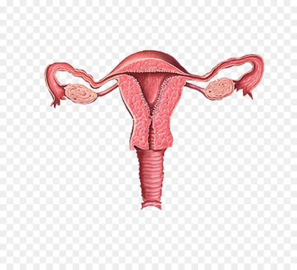 Схема яичники маточные трубы