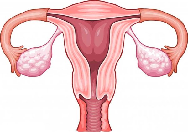 Внутреннее строение женской половой системы