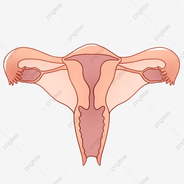 Матка красивое изображение