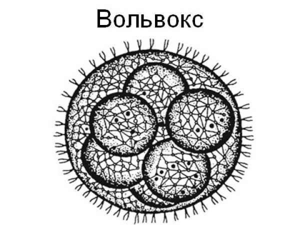 Колония вольвокса строение рисунок