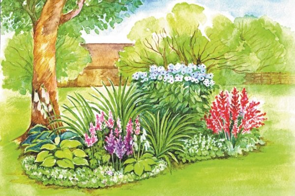 Астильба Флоксы лилейник