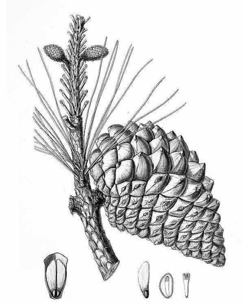 Сосна Лучистая шишки