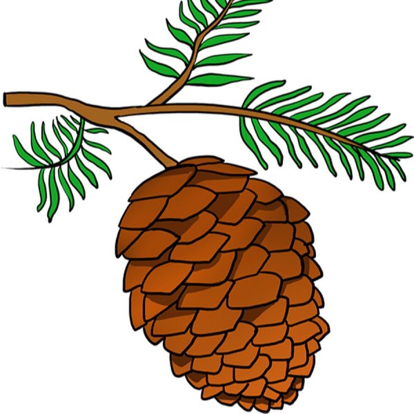 Рисование шишки