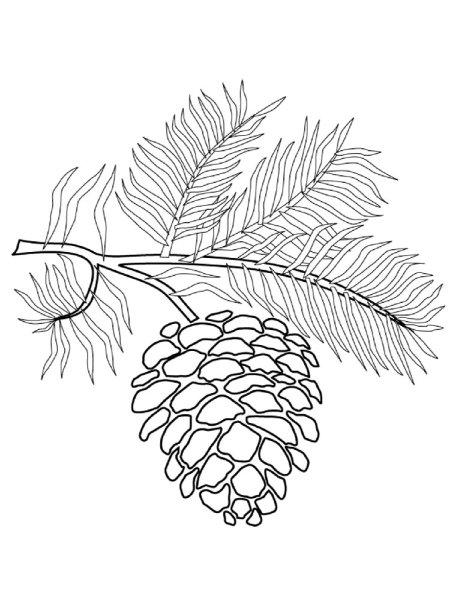 Шишка раскраска