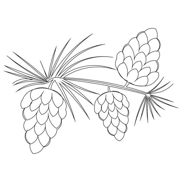 Шишка на прозрачном фоне