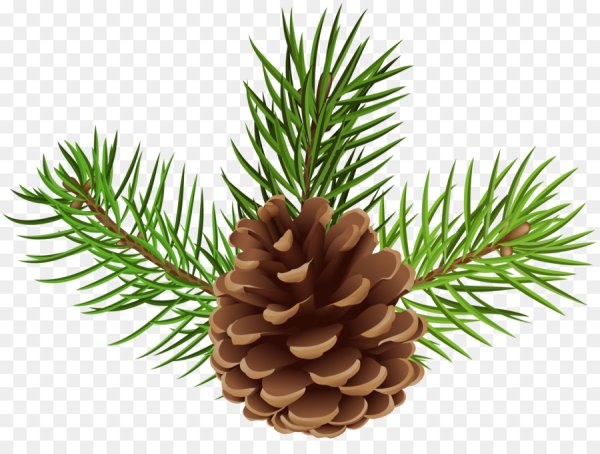 Зарисовать шишки сосны