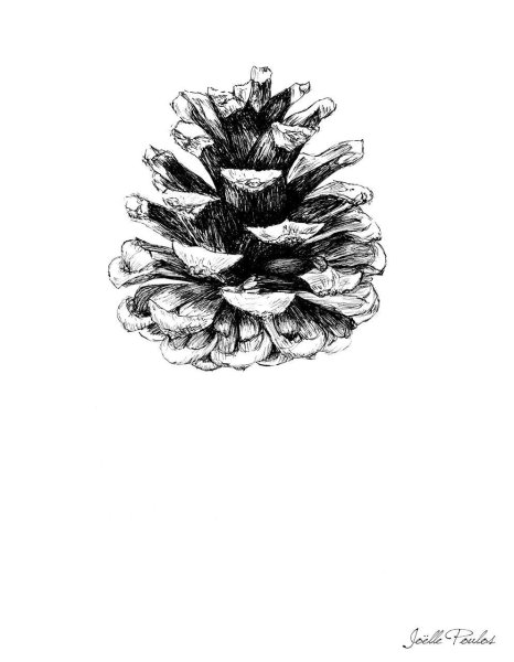 Сосновая шишка на ветке