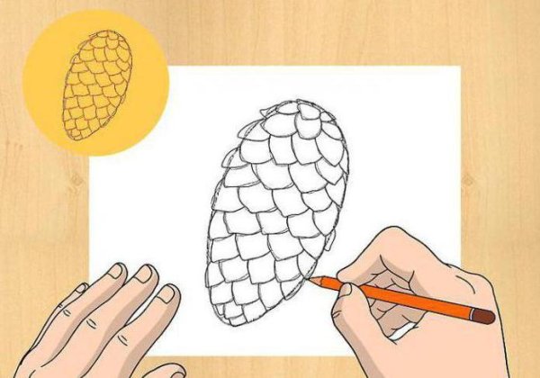 Шишка раскраска для детей