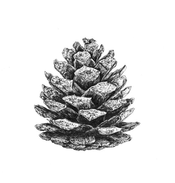 Ветка сосны раскраска