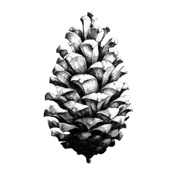 Нарисовать сосновую шишку