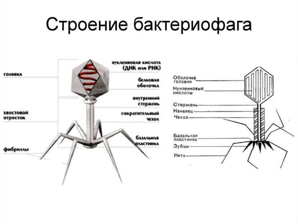 Строение бактериофага микробиология