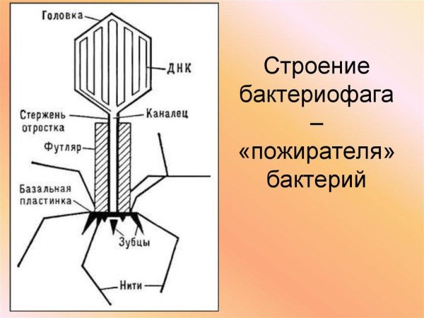 Бактериофаг т4 строение микробиология