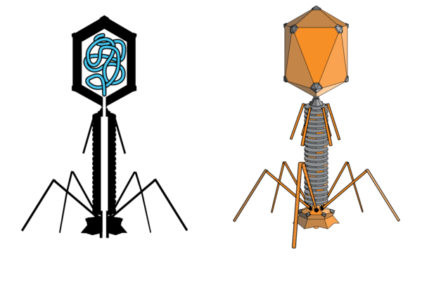 Бактериофаг строение капсид