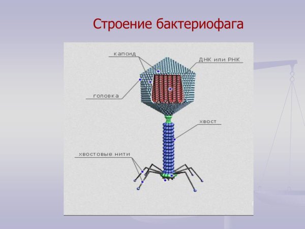 Строение вируса бактериофага