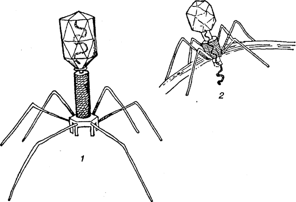 Вирус бактериофаг