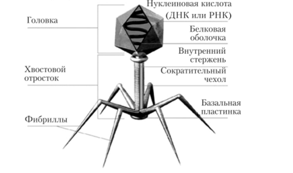 Схема строения бактериофага