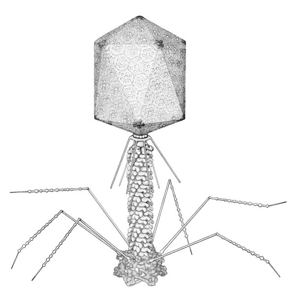 Капсид бактериофага