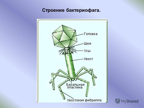Капсид бактериофага
