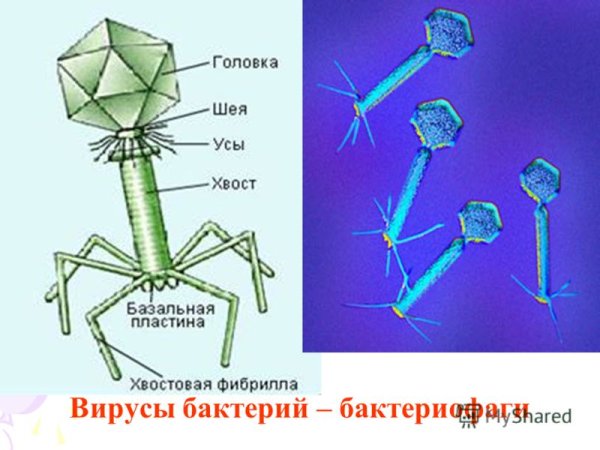 Вирус бактериофаг биология 5 класс модель