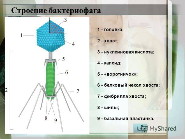 Строение вируса бактериофага