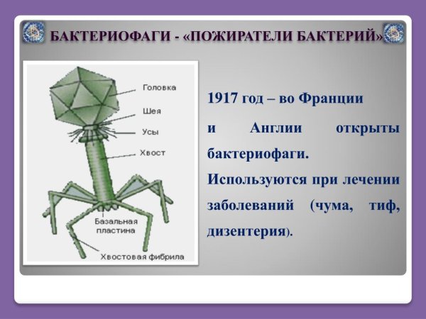 Бактериофаг Тип питания