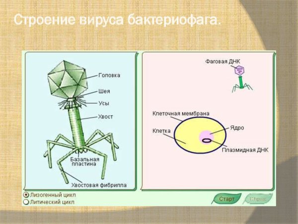 Вирус бактериофаг 5 класс биология
