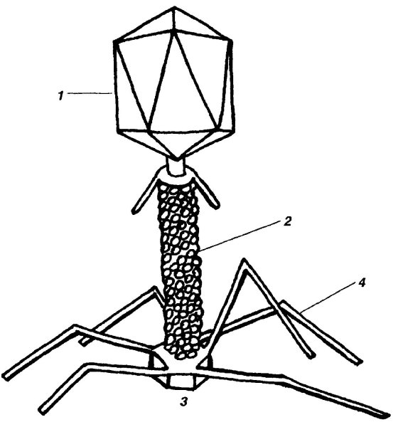 Строение вируса бактериофага т4