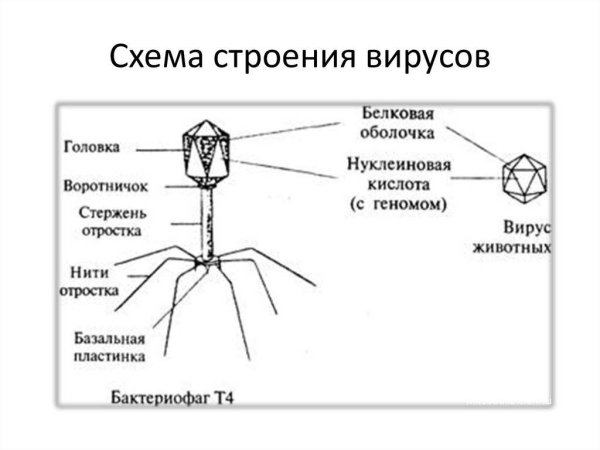 Схема строения вируса и бактериофага