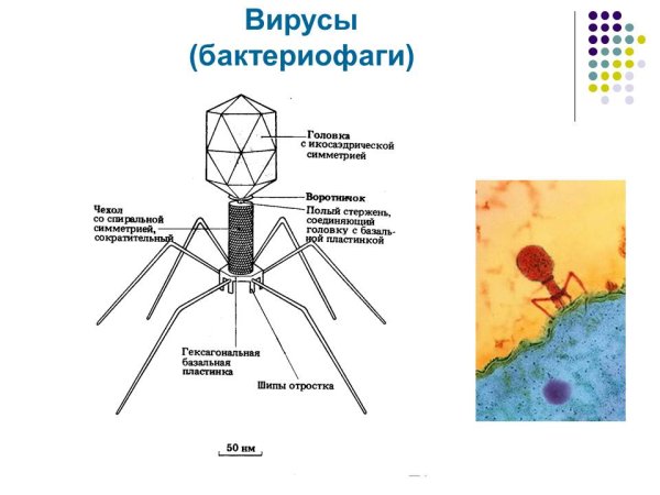Вирус бактериофаг 5 класс биология