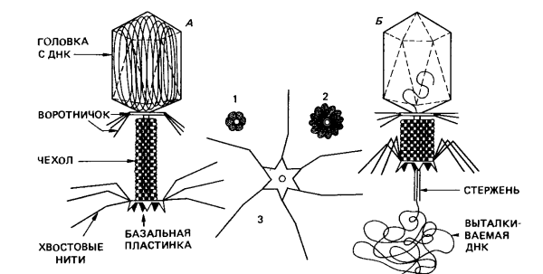 Строение бактериофага микробиология