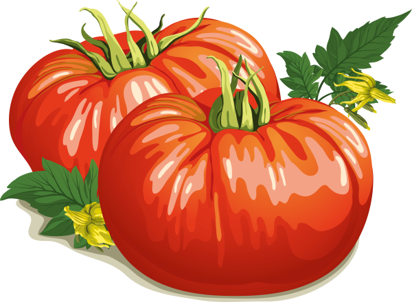 Помидор иллюстрация