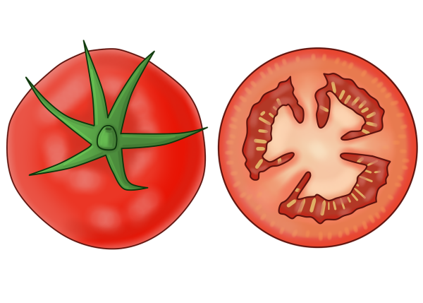 Помидор в разрезе