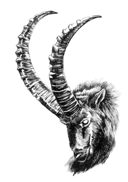 Capricorn Tattoo Козерог