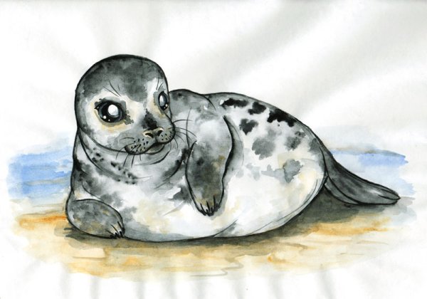 Малыш кольчатой нерпы