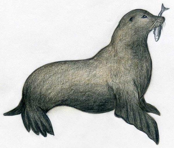 Рисование морской котик