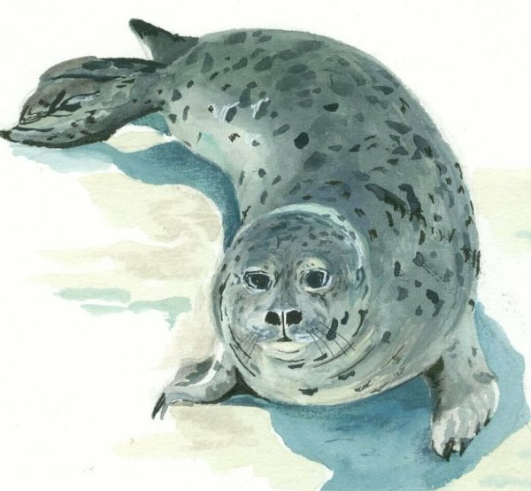 Малыш кольчатой нерпы