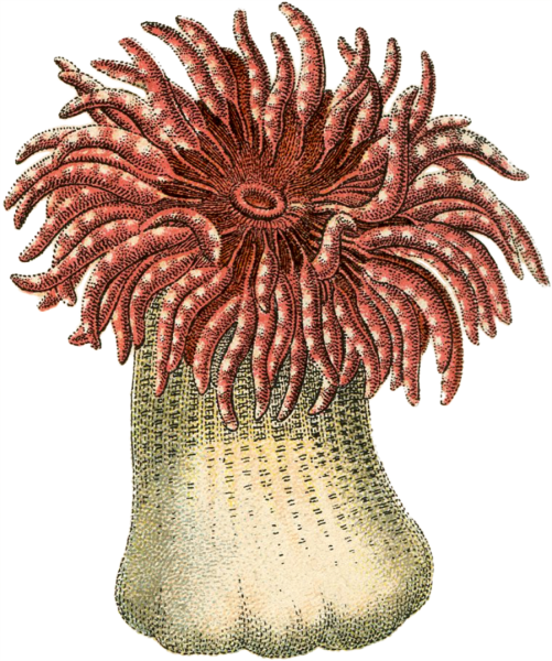 Коралловые полипы актинии