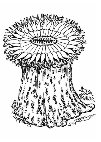 Актиния рисунок