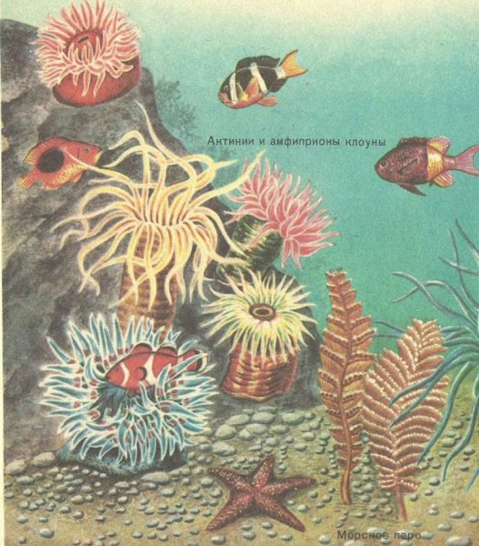 Коралловый риф полипы актинии