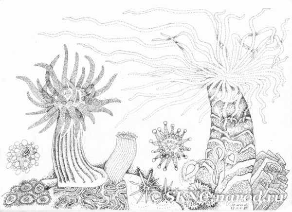 Актинии раскраска