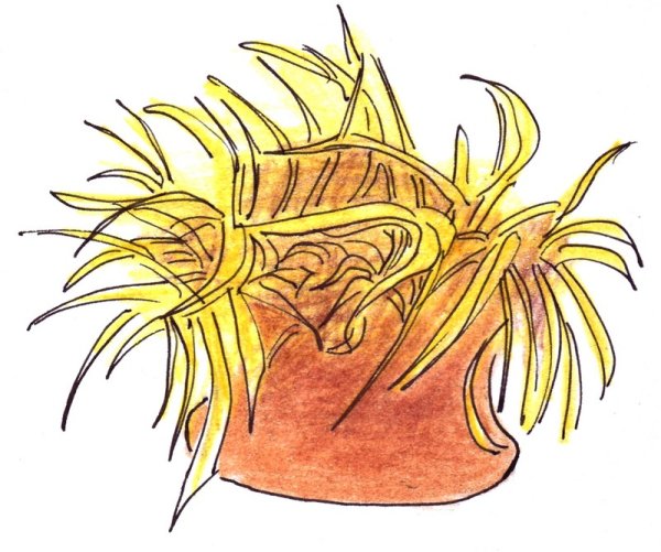 Актинии рисунок