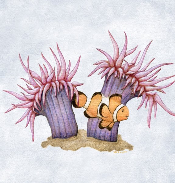 Нарисовать актинию