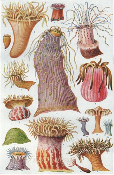 Коралл актиния строение