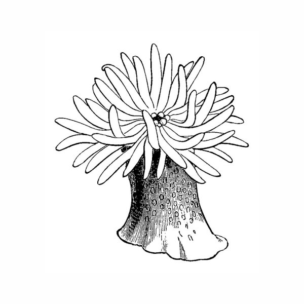 Актиния раскраска