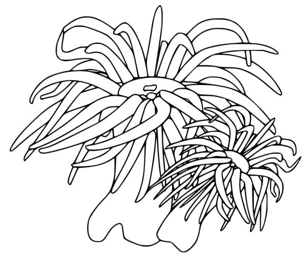 Морские растения раскраска