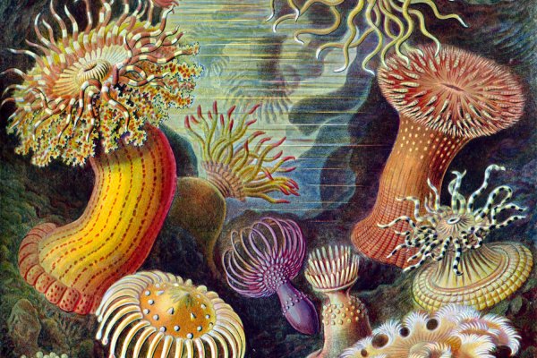 Актиния рисунок