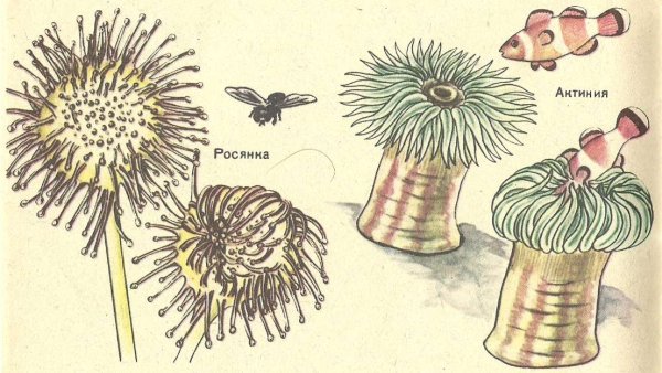 Актиния обыкновенная строение