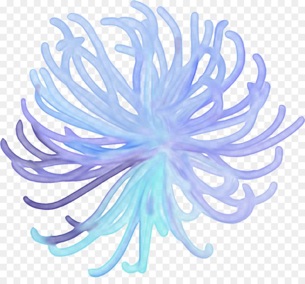 Актиния на белом фоне