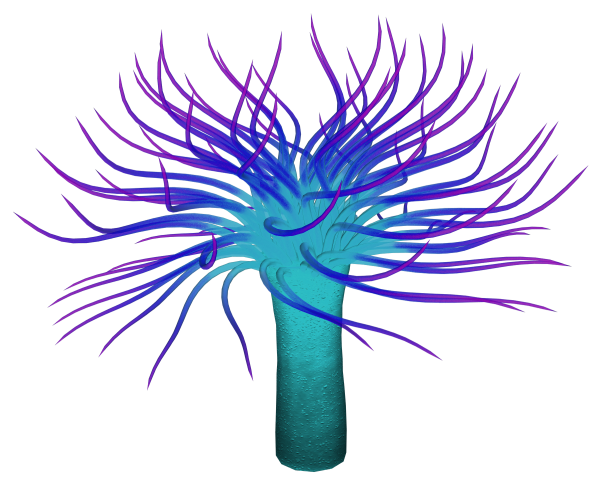 Актинии на прозрачном фоне