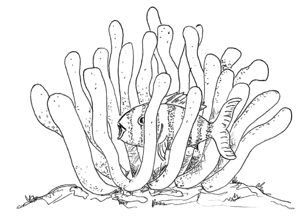 Кораллы раскраска для детей